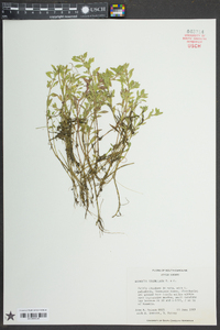 Ludwigia spathulata image