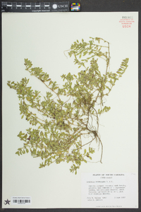 Ludwigia spathulata image