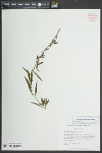 Ludwigia sphaerocarpa image