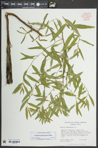 Ludwigia sphaerocarpa image