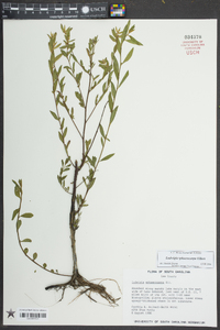 Ludwigia sphaerocarpa image