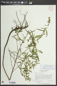 Ludwigia sphaerocarpa image