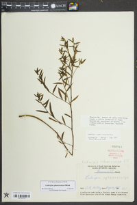 Ludwigia sphaerocarpa image