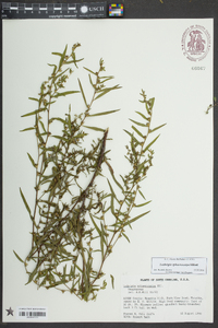 Ludwigia sphaerocarpa image