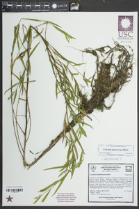 Ludwigia sphaerocarpa image