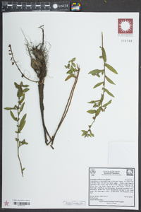 Ludwigia suffruticosa image