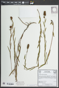 Ludwigia suffruticosa image