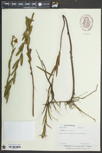 Ludwigia suffruticosa image