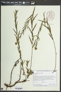 Ludwigia suffruticosa image