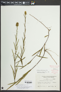 Ludwigia suffruticosa image