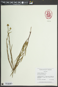 Ludwigia suffruticosa image