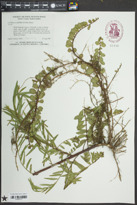 Ludwigia suffruticosa image