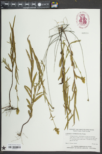 Ludwigia suffruticosa image