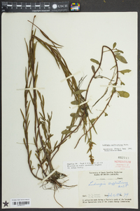 Ludwigia suffruticosa image