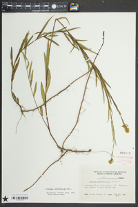 Ludwigia suffruticosa image