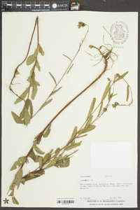 Ludwigia maritima image