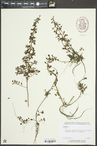 Ludwigia microcarpa image