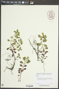 Ludwigia repens image