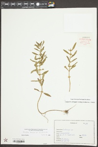 Rotala ramosior image