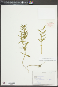 Rotala ramosior image