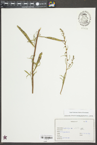 Ludwigia alata image