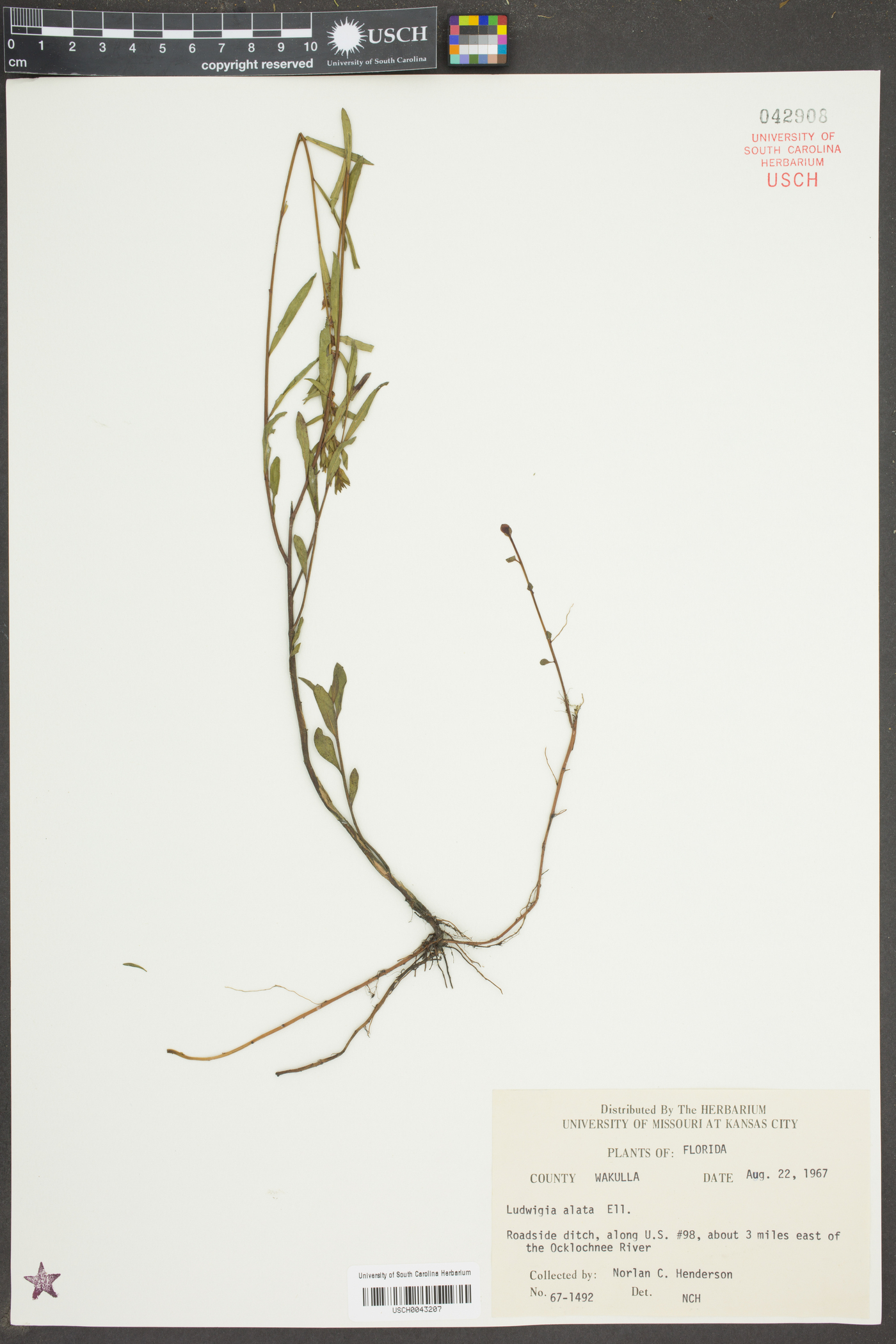 Ludwigia alata image