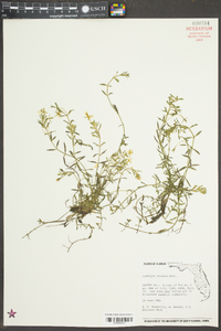 Ludwigia arcuata image