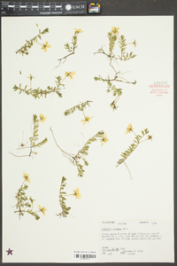 Ludwigia arcuata image