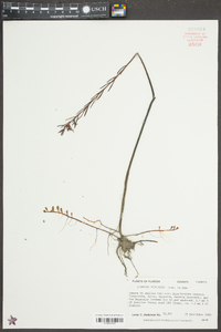 Ludwigia linifolia image