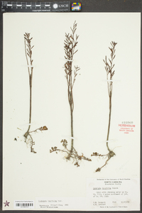 Ludwigia linifolia image