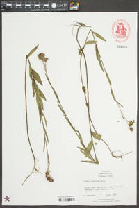 Ludwigia maritima image