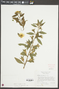 Ludwigia peruviana image