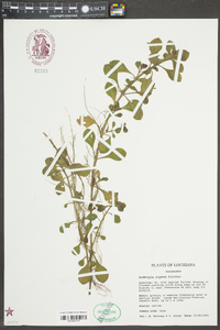 Ludwigia repens image