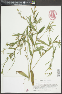 Ludwigia decurrens image