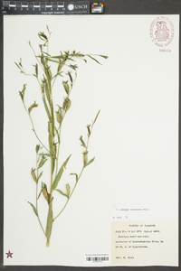 Ludwigia decurrens image