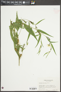 Ludwigia decurrens image