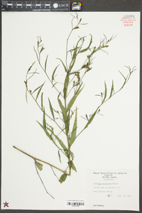 Ludwigia decurrens image