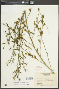 Ludwigia decurrens image