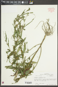 Ludwigia decurrens image