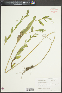 Ludwigia decurrens image