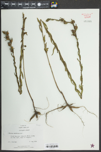 Ludwigia hirtella image