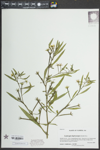 Ludwigia leptocarpa image