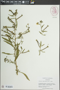 Ludwigia leptocarpa image