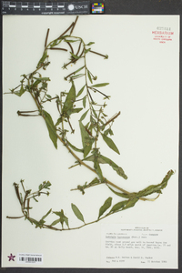 Ludwigia leptocarpa image