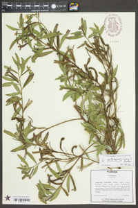 Ludwigia octovalvis image