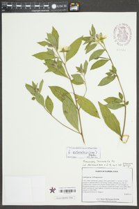 Ludwigia octovalvis image