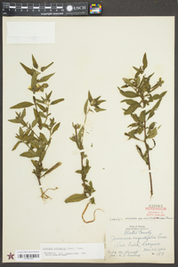 Ludwigia octovalvis image