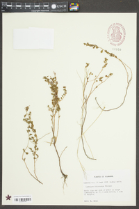 Ludwigia microcarpa image