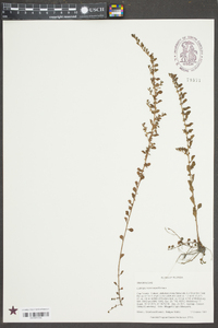 Ludwigia microcarpa image