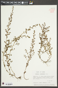 Ludwigia microcarpa image